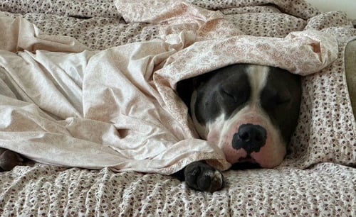 BENNY (COURTESY) - Staffordshire Bull Terrier available for adoption