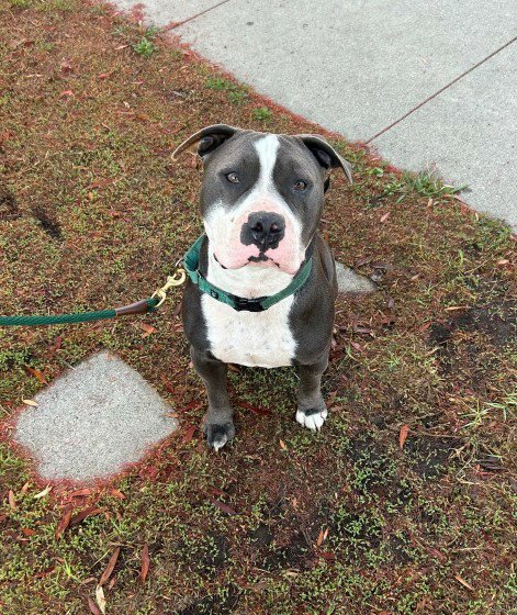 BENNY (COURTESY) - Staffordshire Bull Terrier for adoption in Aurora