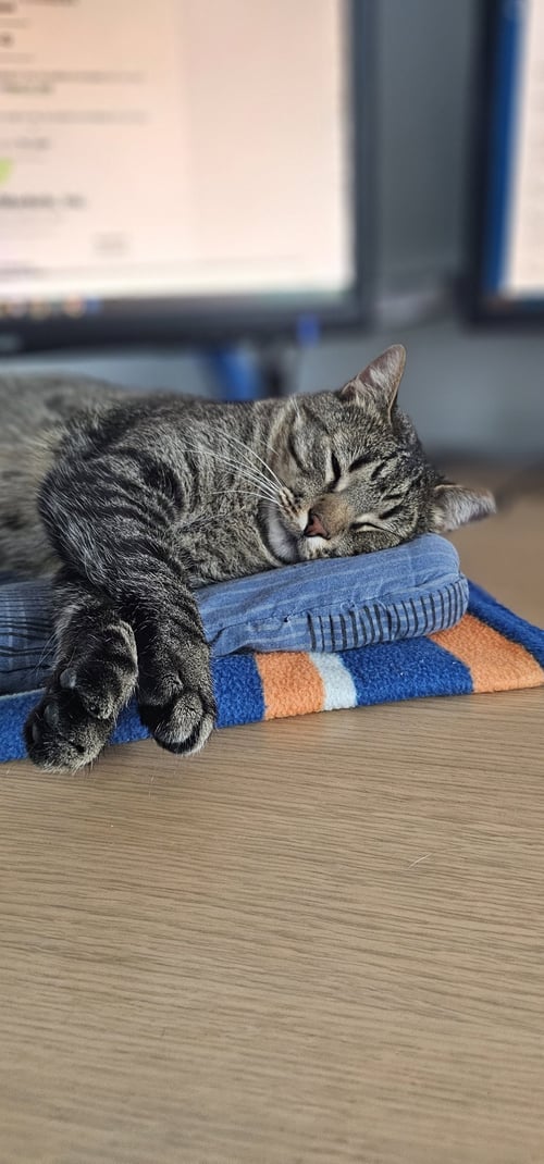 RICKY MARTIN - Domestic Short Hair available for adoption