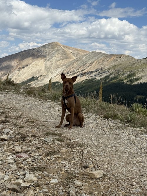 KUMARA (COURTESY) - Bull Terrier for adoption in Aurora