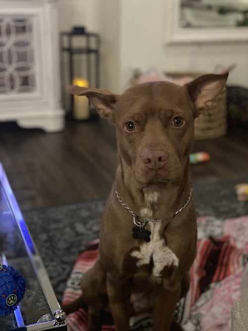 KUMARA (COURTESY) - Bull Terrier available for adoption