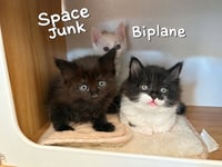 Biplane - Photo 4