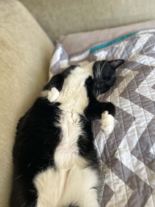 IVY (COURTESY POST_ - Domestic Short Hair available for adoption