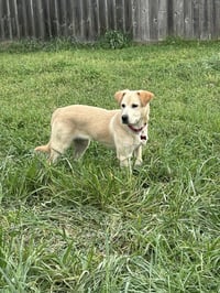 Madeline (Courtesy) - Photo 4