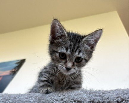 *WICHITA - Domestic Short Hair available for adoption