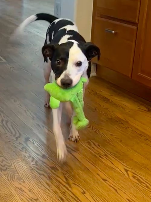 PAIGE #3 - Staffordshire Bull Terrier available for adoption