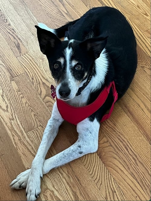 CHILI #1 - German Shepherd Dog / Great Pyrenees for adoption in Aurora