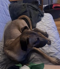 Percy #2 - Photo 9