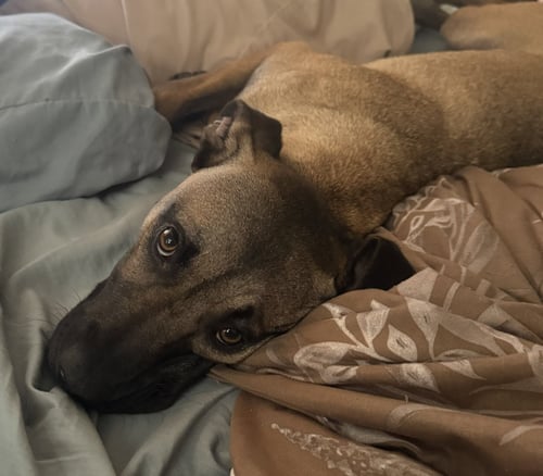 PERCY #2 - Black Mouth Cur / German Shepherd Dog for adoption in Aurora