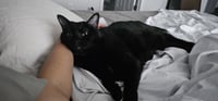 Bailey (Belly) - Photo 3
