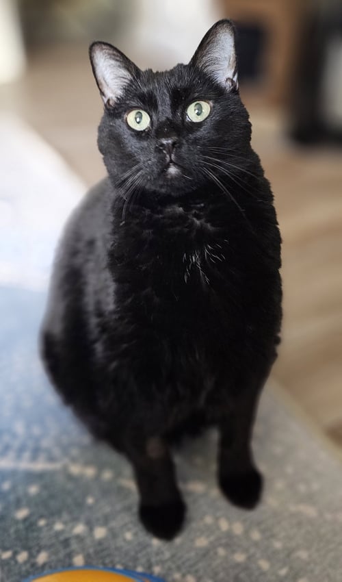 BAILEY (BELLY) - Domestic Short Hair for adoption in Aurora
