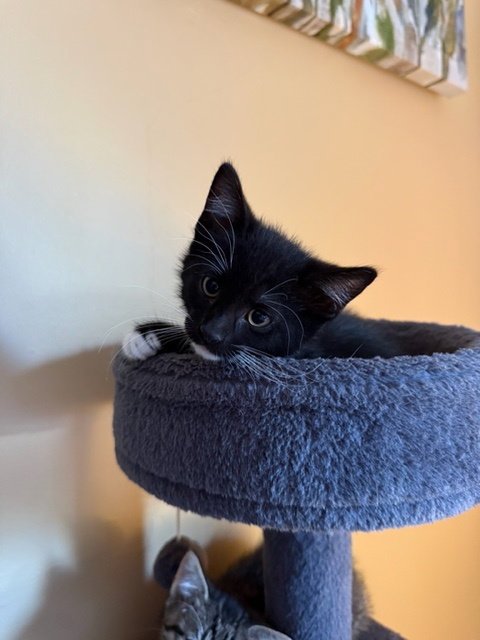 SPATULA - Domestic Short Hair available for adoption