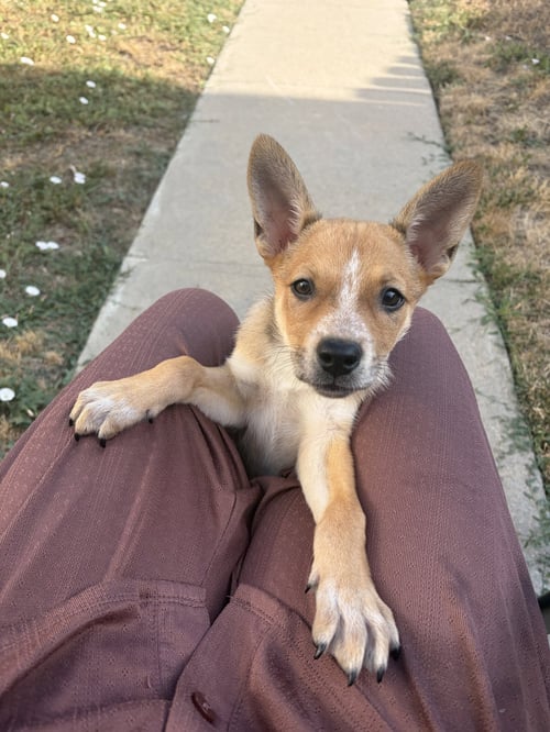 LAINEY #1 - Husky for adoption in Aurora