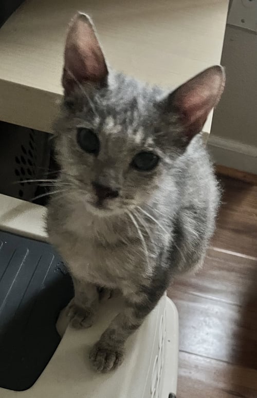 SAILOR - Domestic Short Hair available for adoption