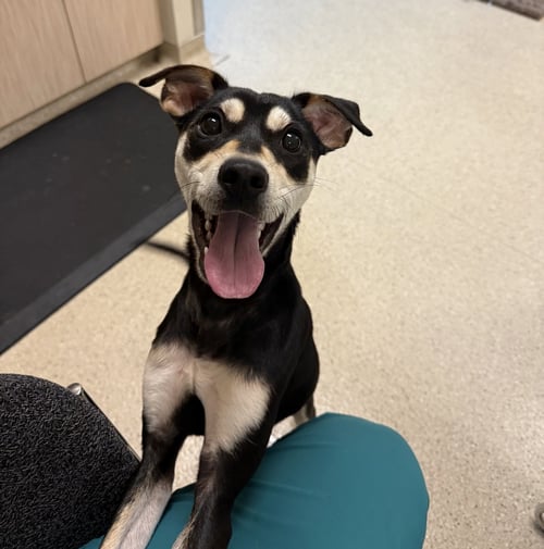 TJ #3 - Shiba Inu available for adoption