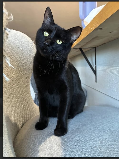 COUNT BARRY MICHAEL WHITE DRACULA "MIKEY" - Domestic Short Hair available for adoption