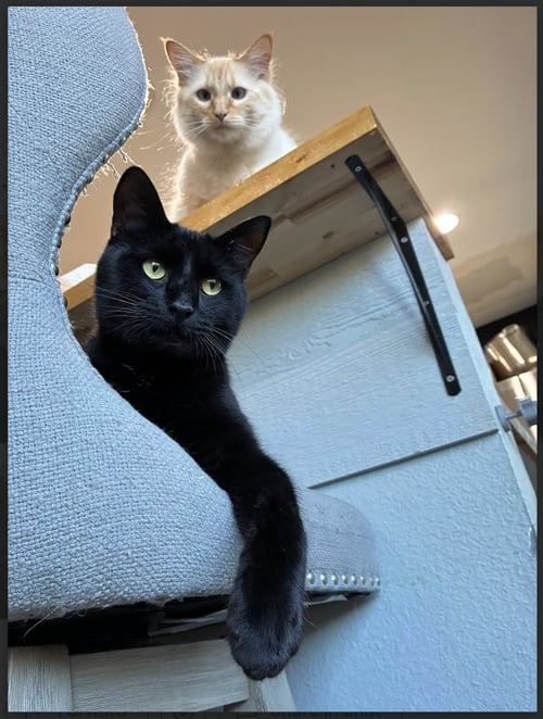COUNT BARRY MICHAEL WHITE DRACULA "MIKEY" - Domestic Short Hair available for adoption