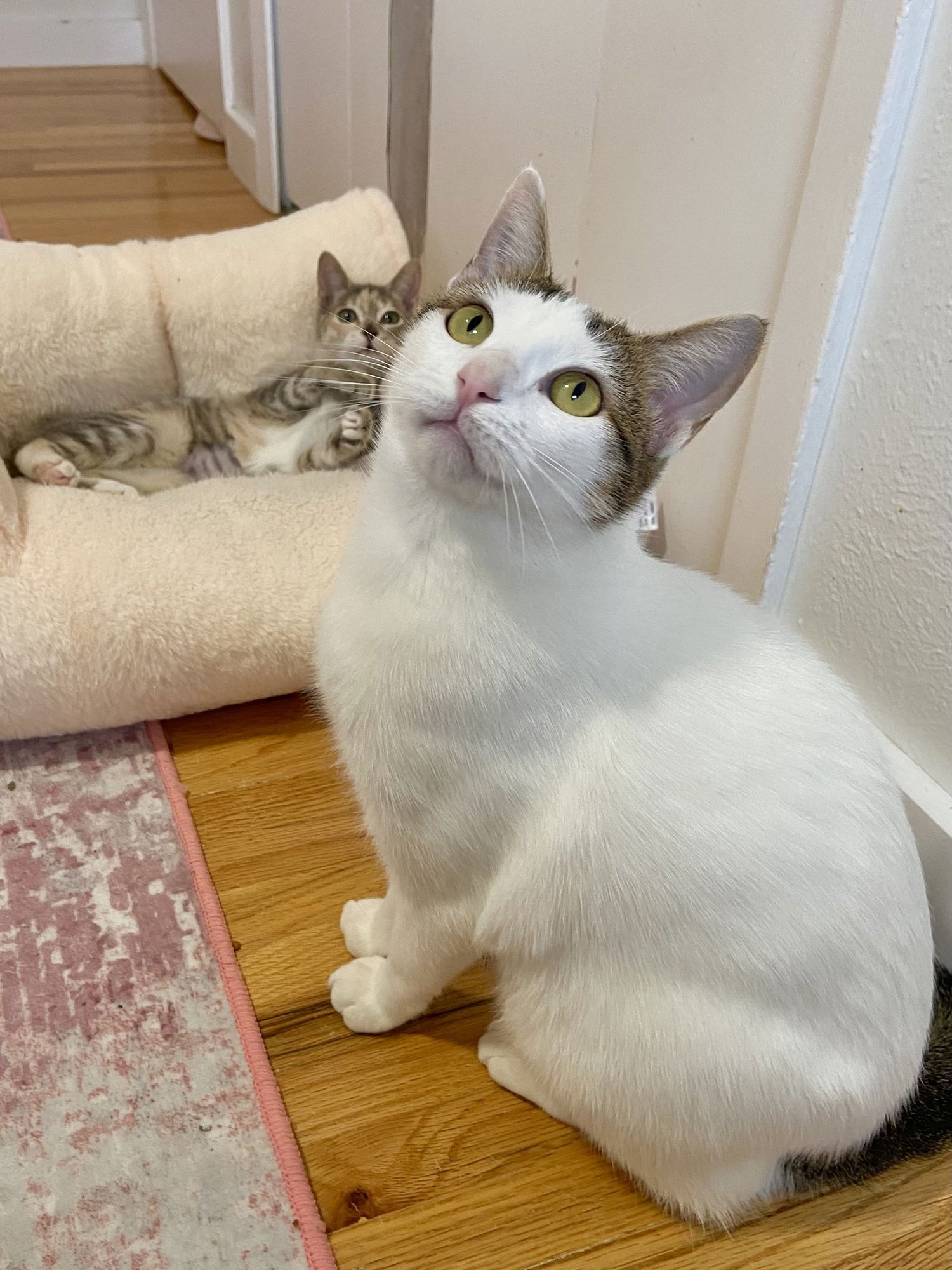 CINDY - Domestic Short Hair available for adoption