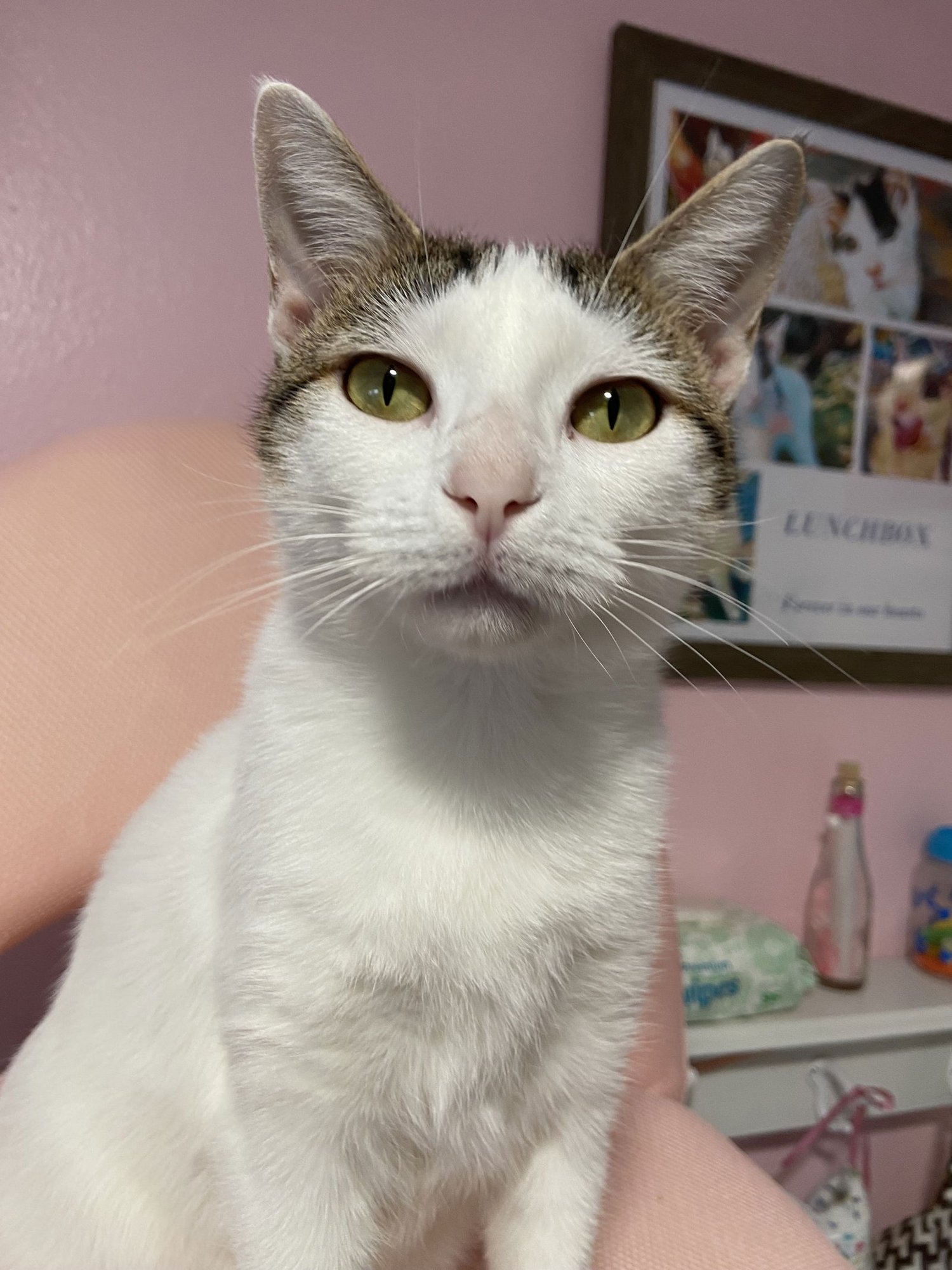 CINDY - Domestic Short Hair available for adoption