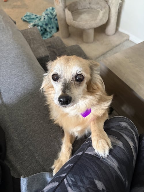 HOLLYWOOD #2 - Terrier available for adoption