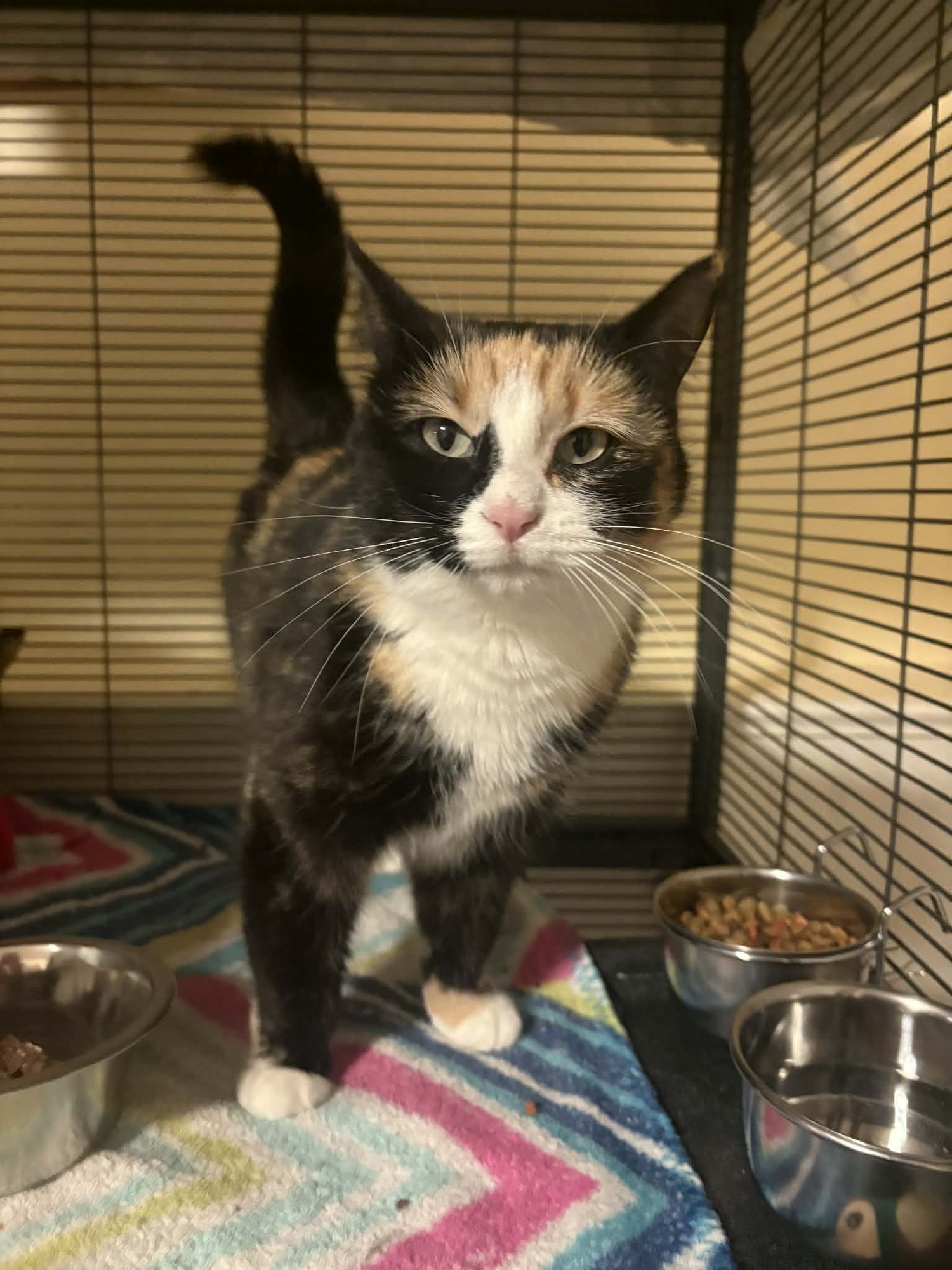 ASUKA - Domestic Short Hair / Calico available for adoption