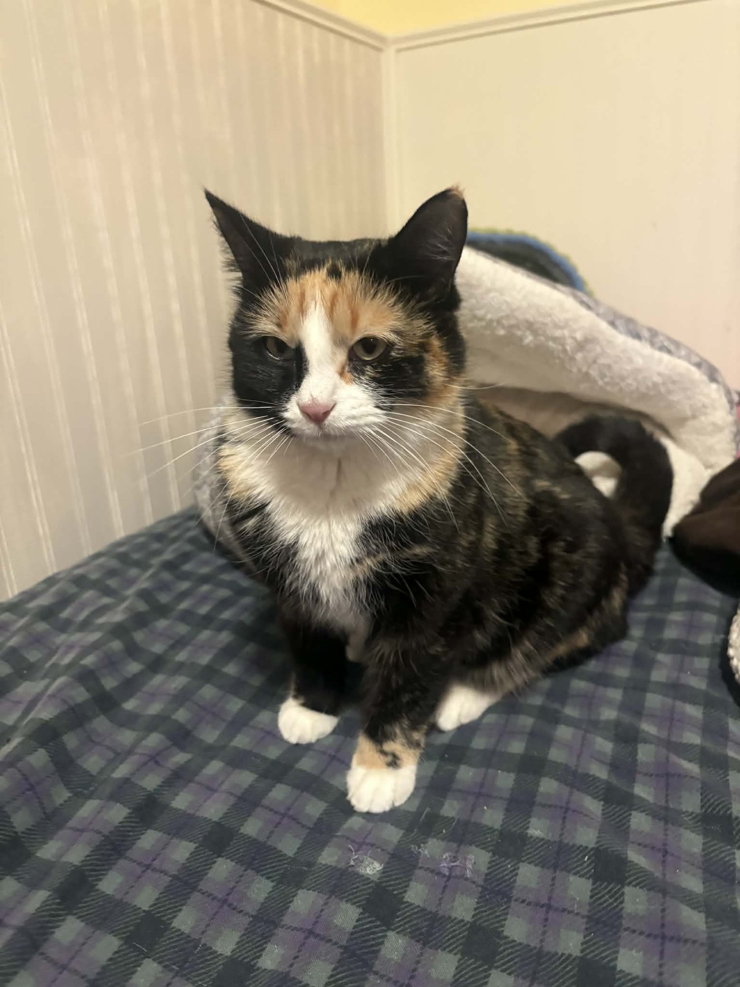 ASUKA - Domestic Short Hair / Calico available for adoption