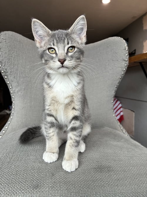 GUY FIERI - Domestic Short Hair available for adoption