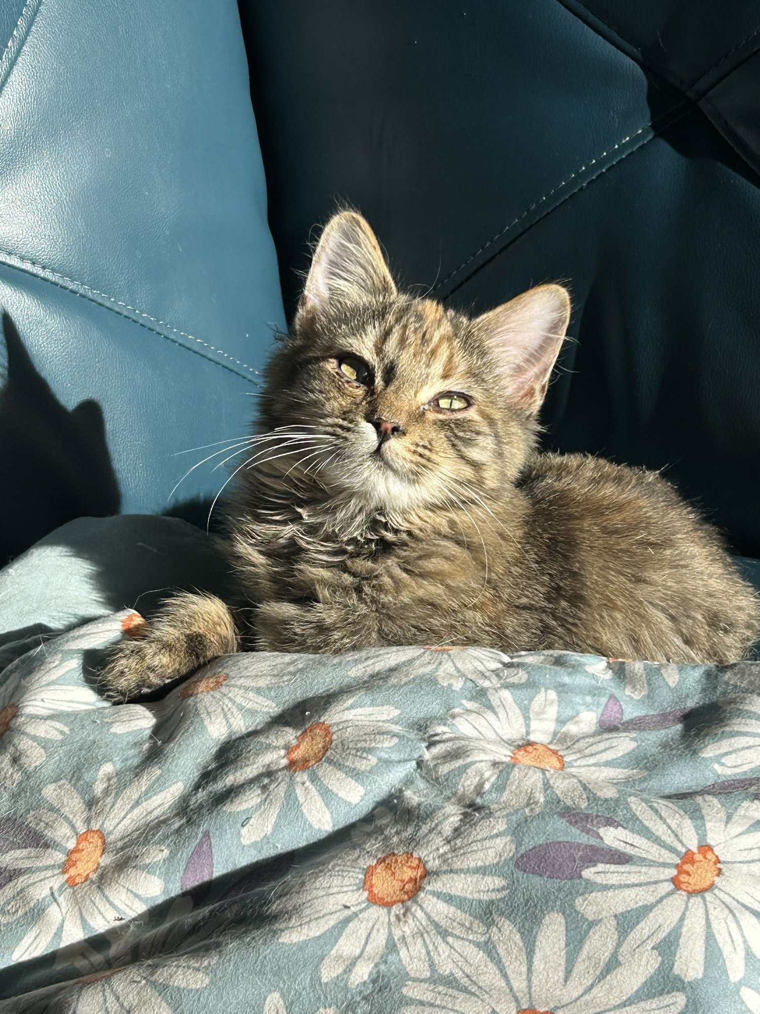 KOOKANUSA AKA KOOKA - Domestic Medium Hair available for adoption