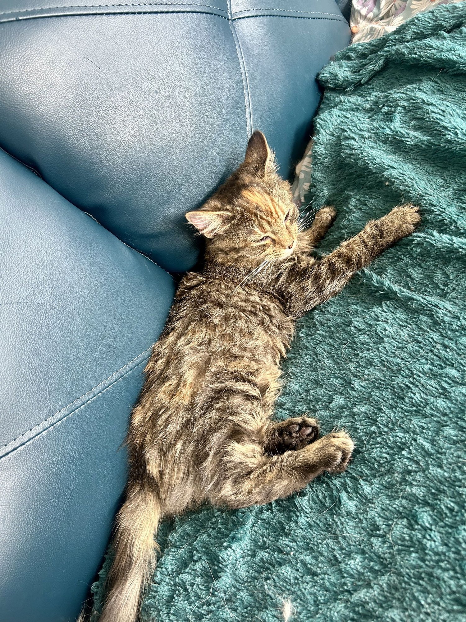 KOOKANUSA AKA KOOKA - Domestic Medium Hair available for adoption