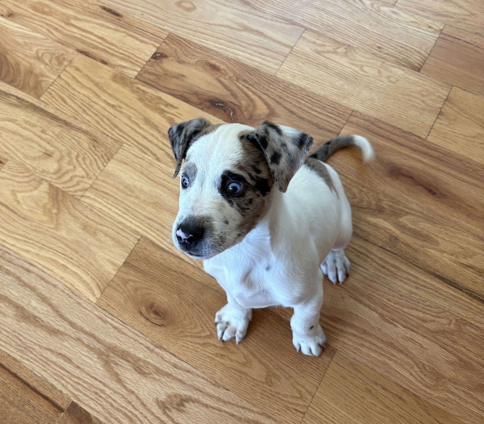 COOKIE #10 - Australian Cattle Dog/Blue Heeler available for adoption