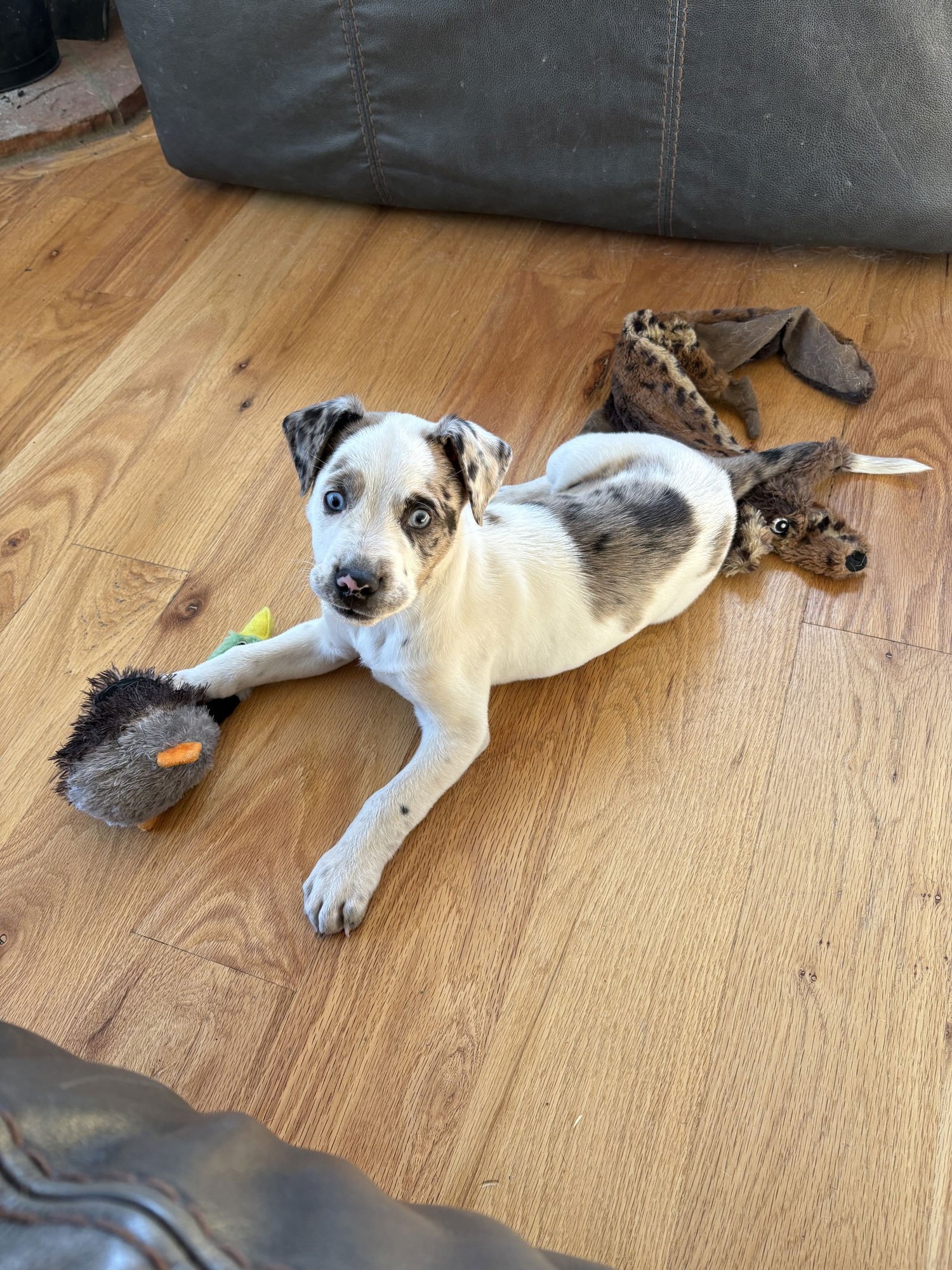 COOKIE #10 - Australian Cattle Dog/Blue Heeler available for adoption