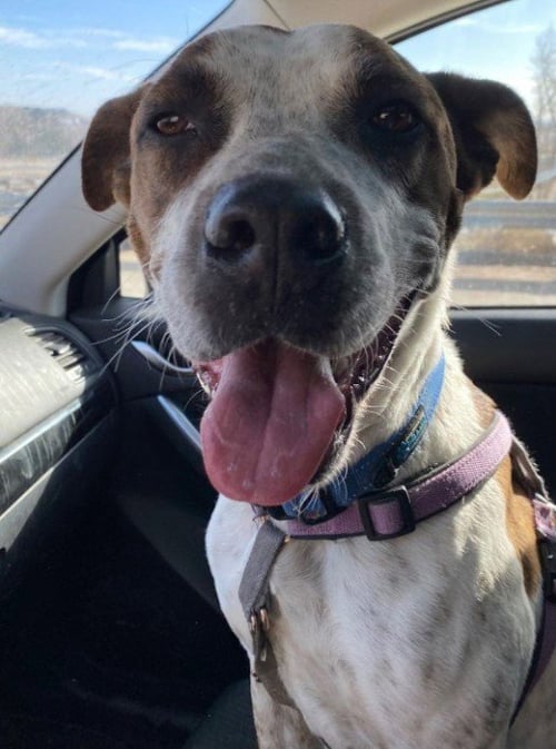 STIX (COURTESY) - Australian Cattle Dog/Blue Heeler / Cattle Dog for adoption in Aurora