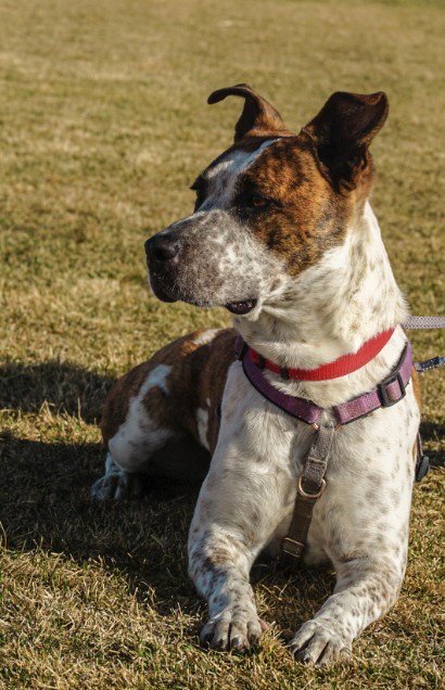 STIX (COURTESY) - Australian Cattle Dog/Blue Heeler / Cattle Dog available for adoption
