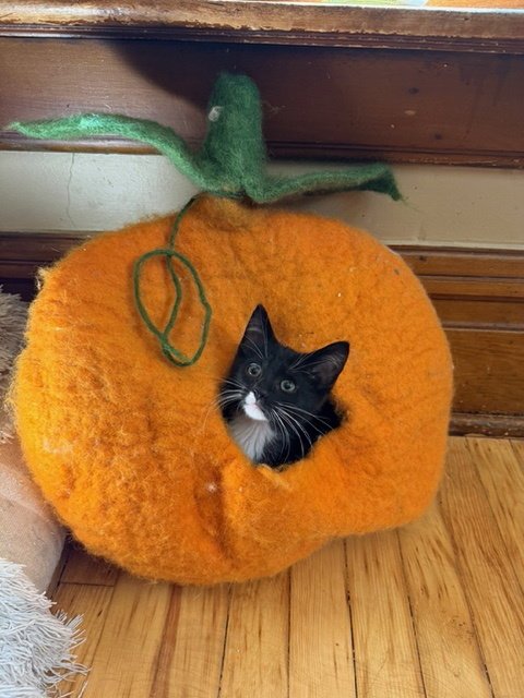 WHISK - Domestic Short Hair available for adoption