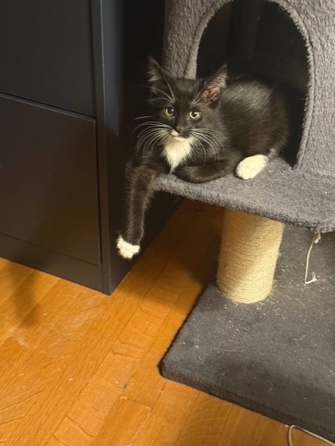 WHISK - Domestic Short Hair available for adoption