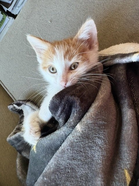 COLUMBUS - Domestic Short Hair available for adoption