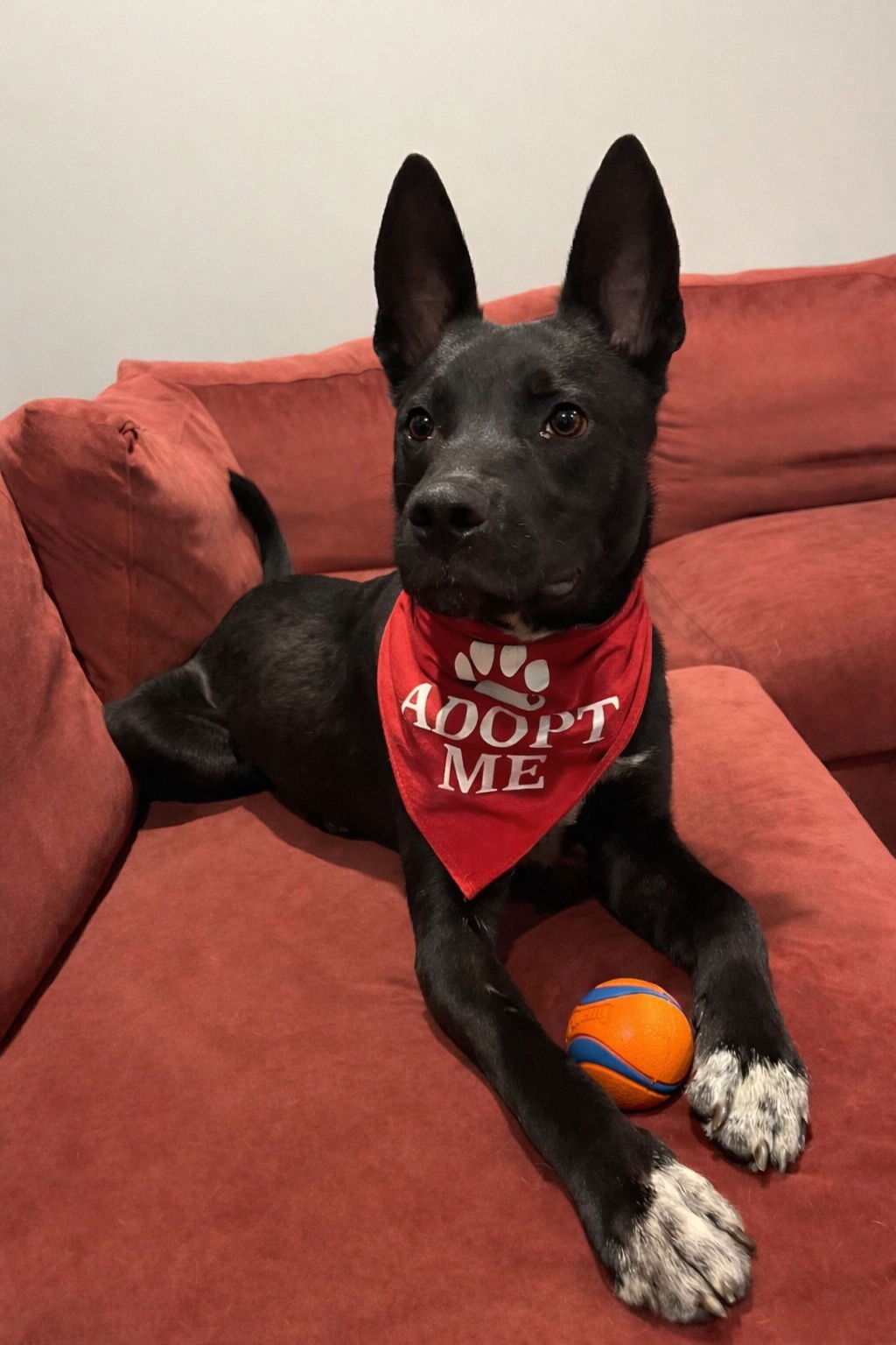 BUBBA #5 - Belgian Shepherd Malinois for adoption in Aurora