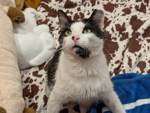SESAME - Domestic Short Hair for adoption in Aurora