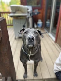 Saranac - aka "Snacks" (Courtesy) - Photo 4