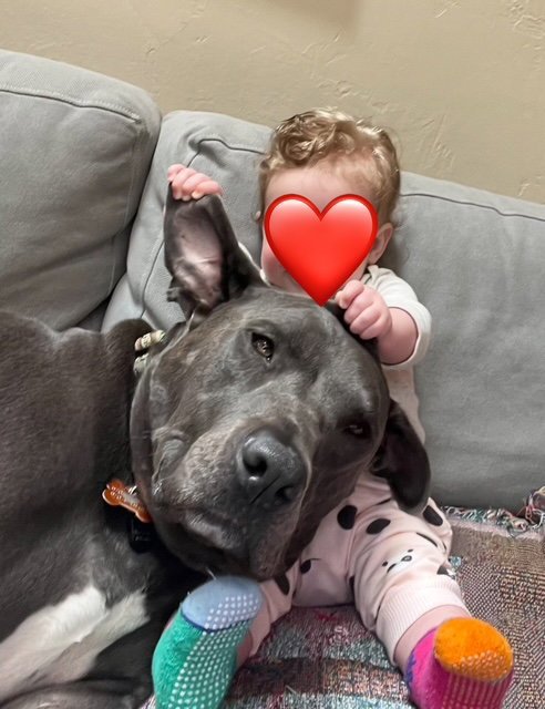 SARANAC - AKA "SNACKS" (COURTESY) - Pit Bull Terrier available for adoption