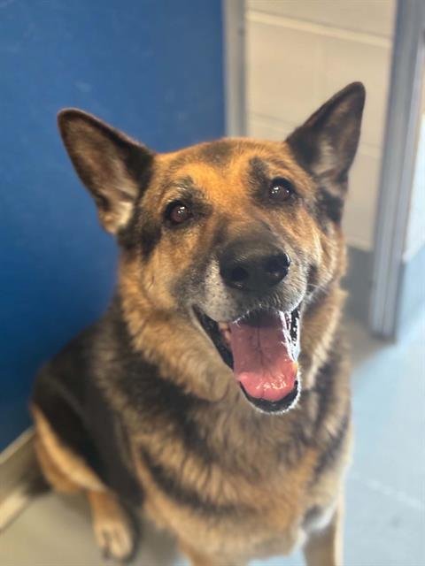 BRUNO - German Shepherd Dog available for adoption
