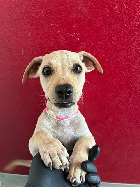 A255373 - Labrador Retriever available for adoption