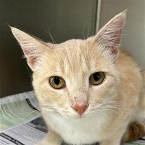 *MILO - Domestic Short Hair for adoption in Visalia
