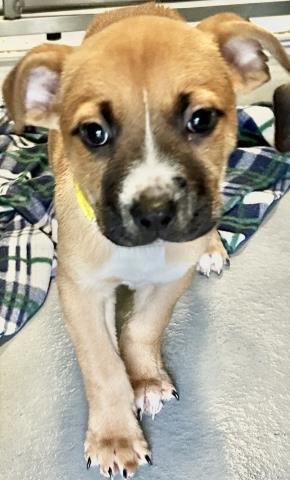 A251807 - Pit Bull Terrier available for adoption