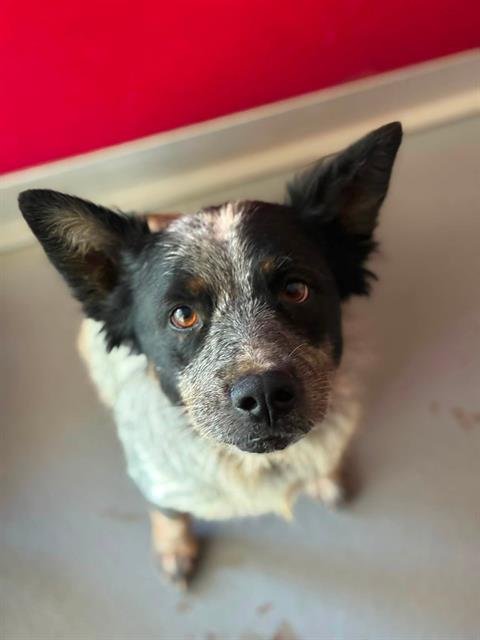 *FAIRY - Queensland Heeler available for adoption