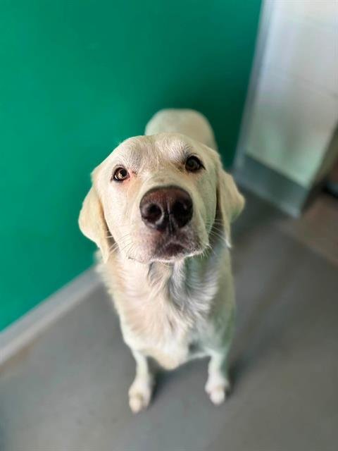 A255991 - Great Pyrenees available for adoption