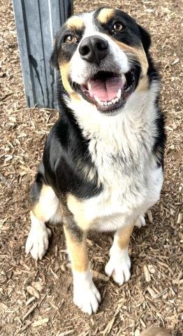 A251936 - Australian Cattle Dog/Blue Heeler available for adoption