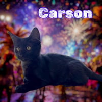 *CARSON - Photo 1