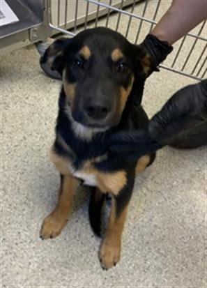A255505 - German Shepherd Dog available for adoption