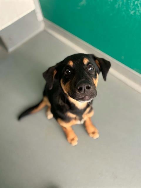 A255505 - German Shepherd Dog available for adoption